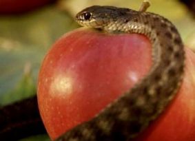 Тонка хвороба душі